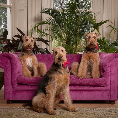 Clone Country House Aughrim Esterno foto Airedale Terriers