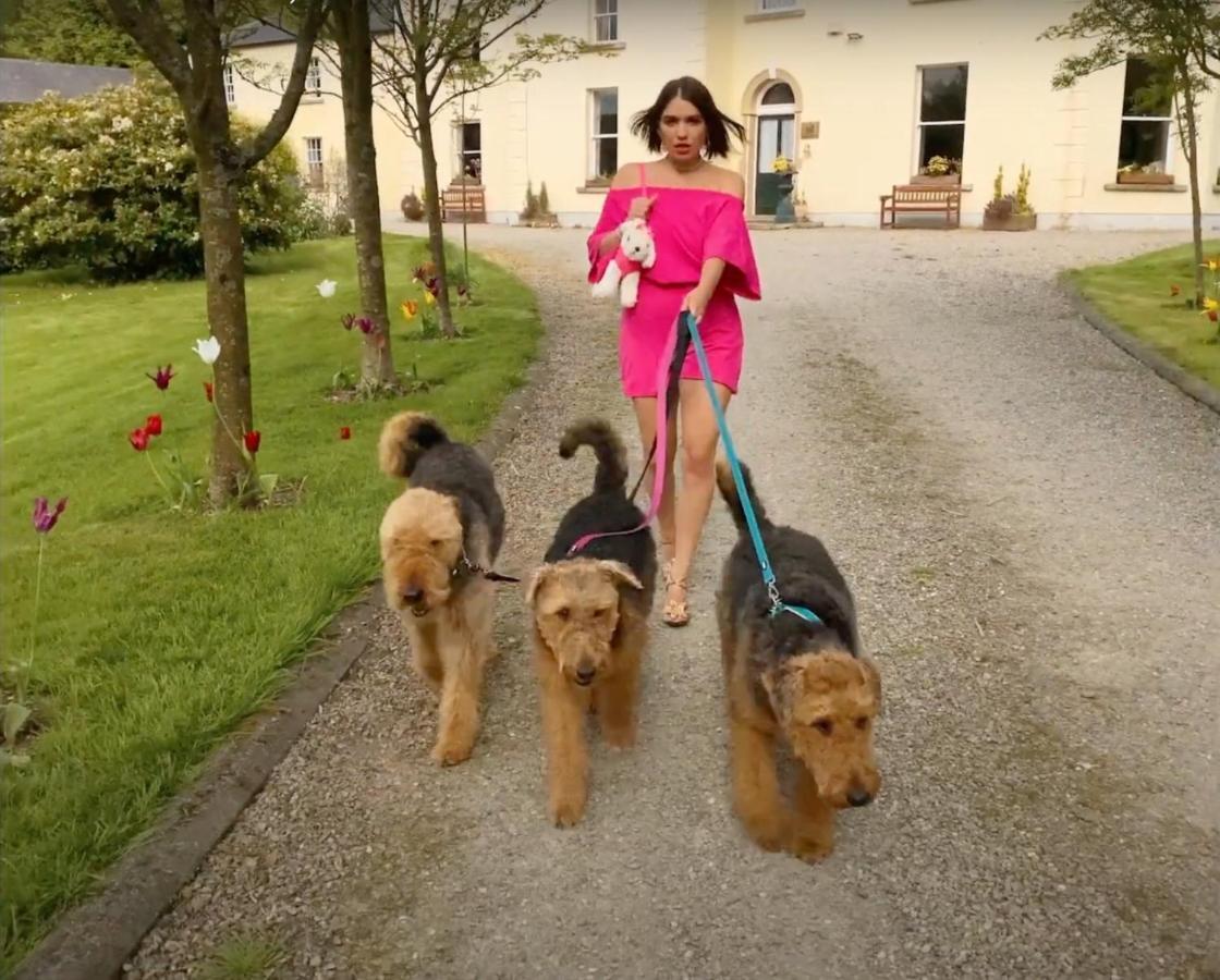 Clone Country House Aughrim Esterno foto Airedale Terriers