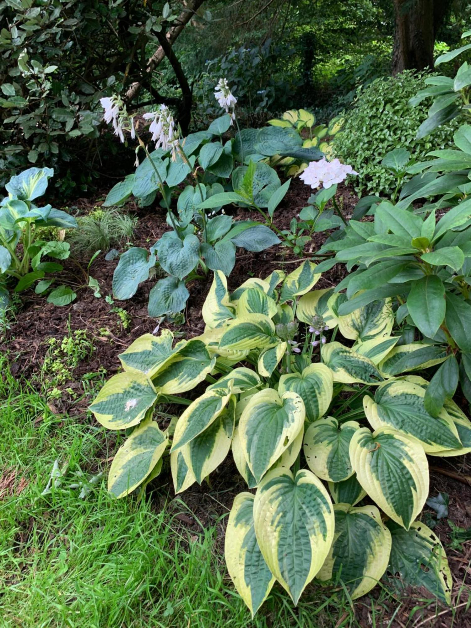 Clone Country House Aughrim Esterno foto Hosta 'Batik'