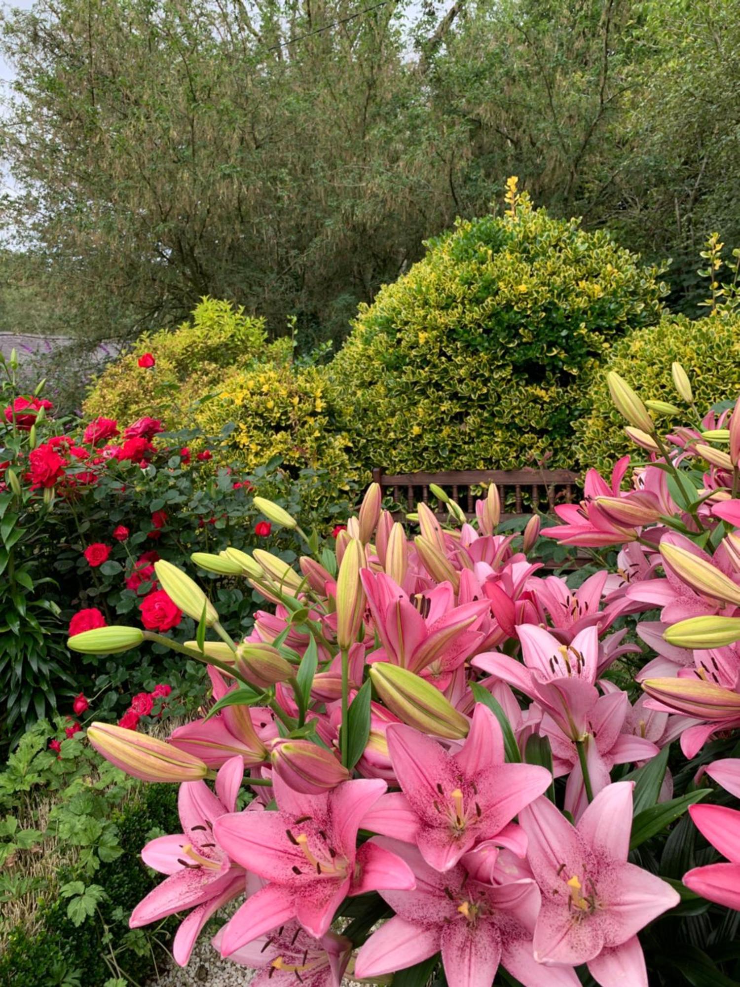 Clone Country House Aughrim Esterno foto Lilium × hybridum