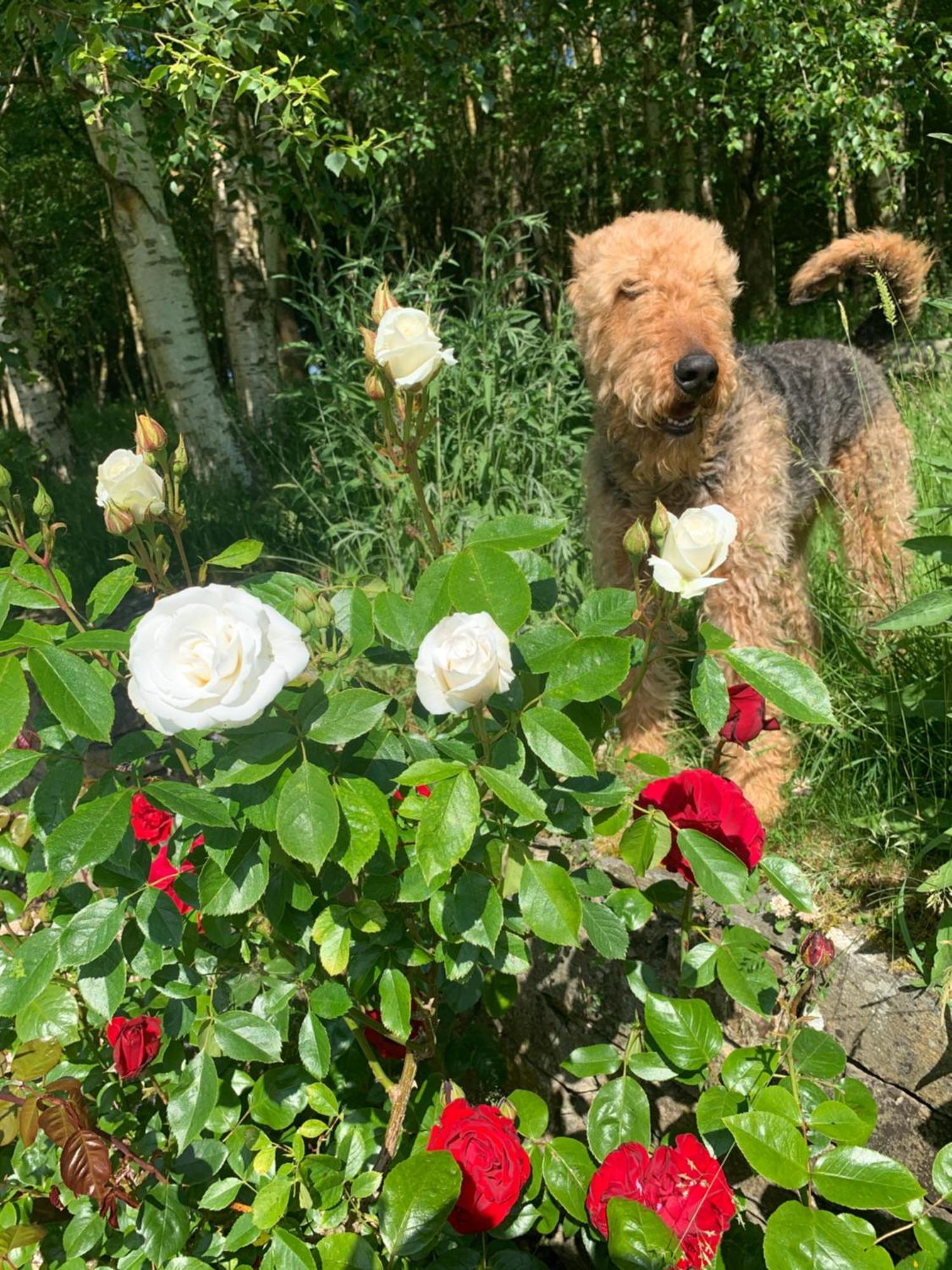 Clone Country House Aughrim Esterno foto A dog in the rose garden