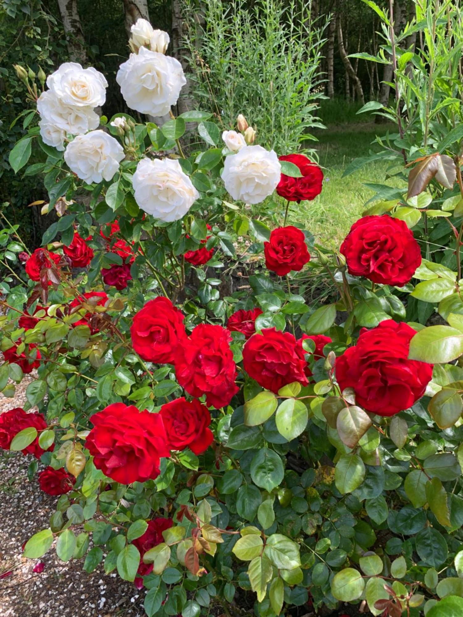 Clone Country House Aughrim Esterno foto Rosa 'Ingrid Bergman'