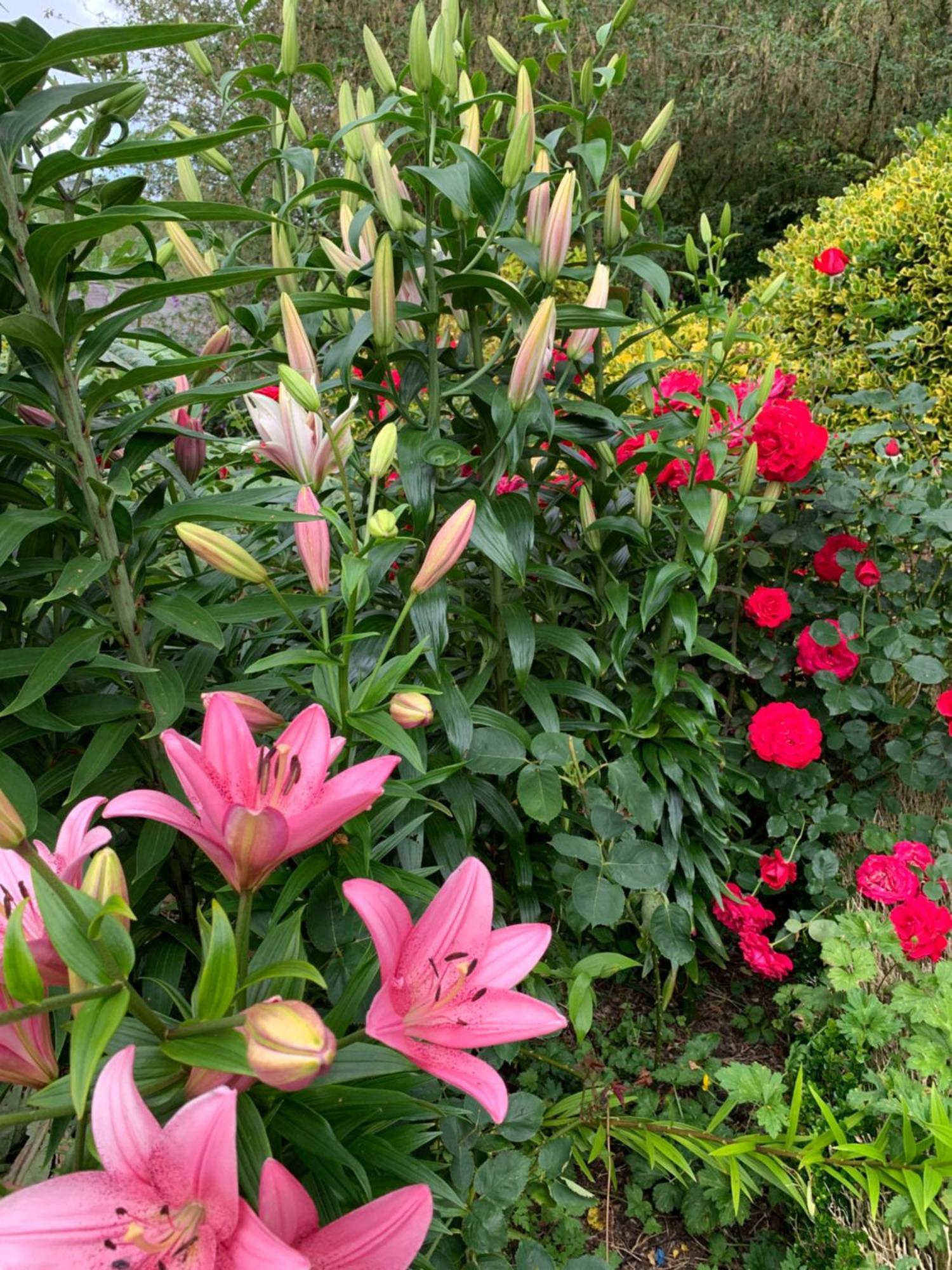 Clone Country House Aughrim Esterno foto Lilium × hybridum