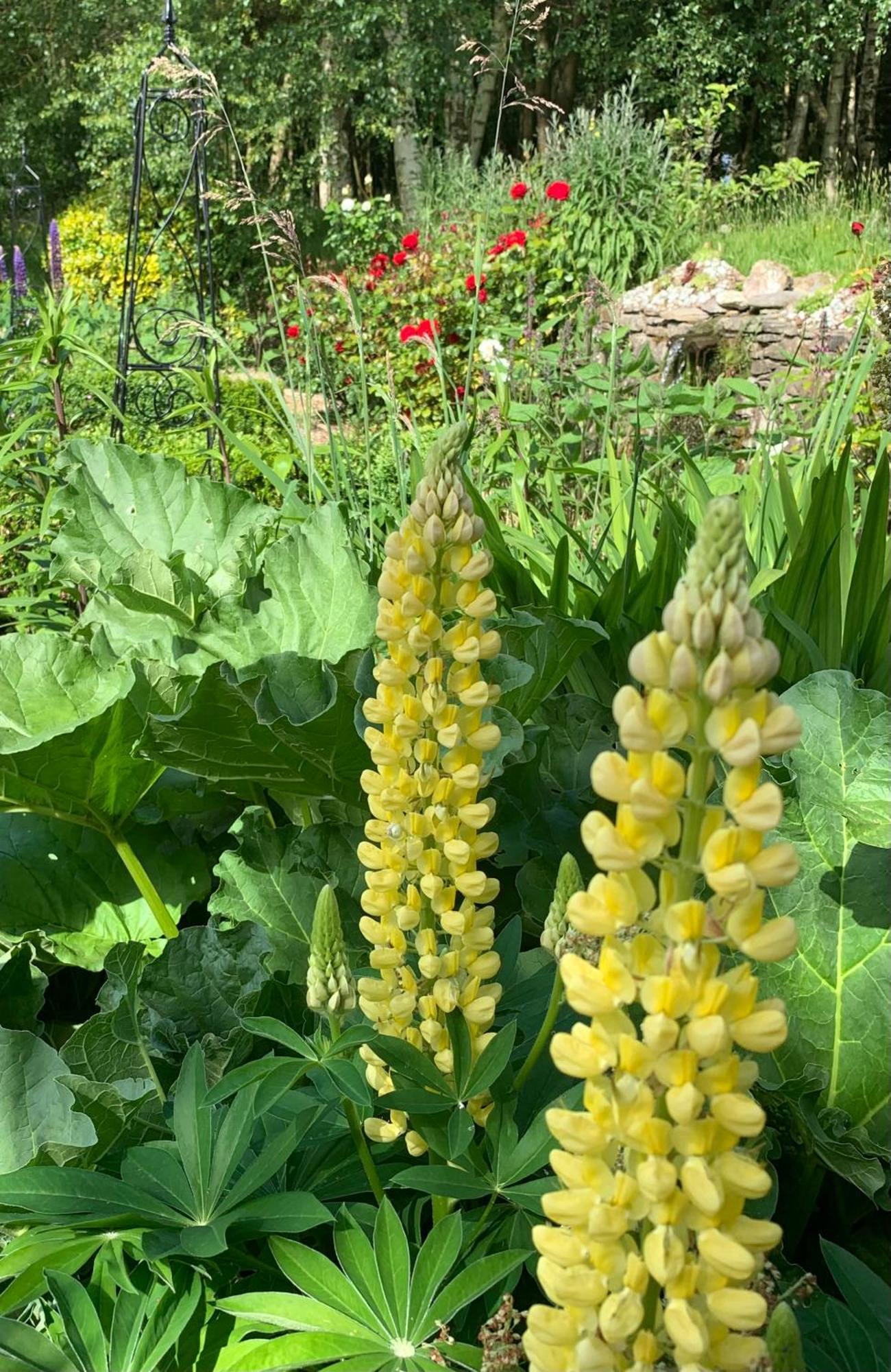 Clone Country House Aughrim Esterno foto Lupinus golden tower